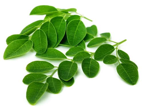 Moringa oleifera